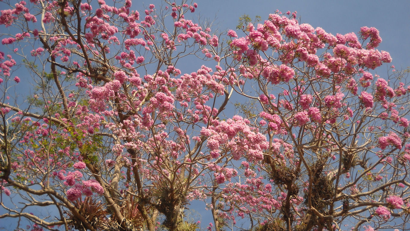 Ubiquitous TT Pink Poui